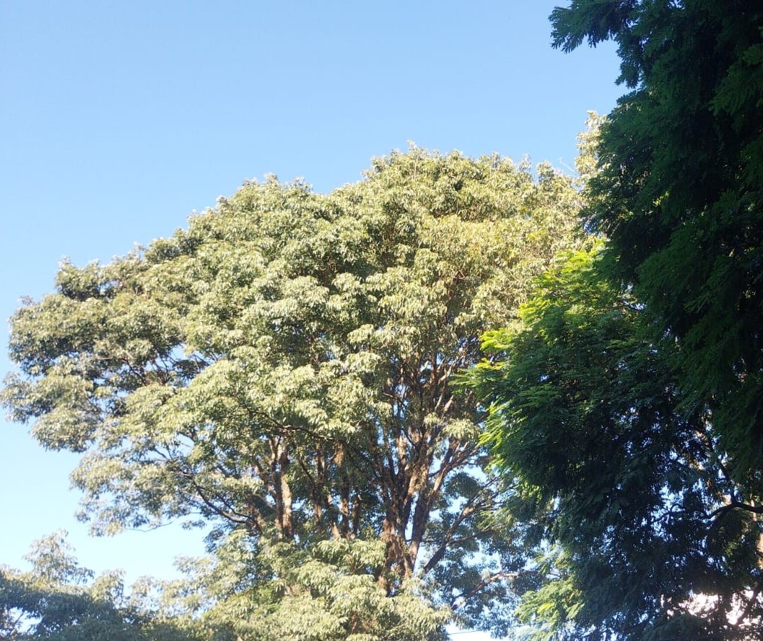 Domingo de sol e tempo  firme em Maringá; máxima pode chegar a 32º 