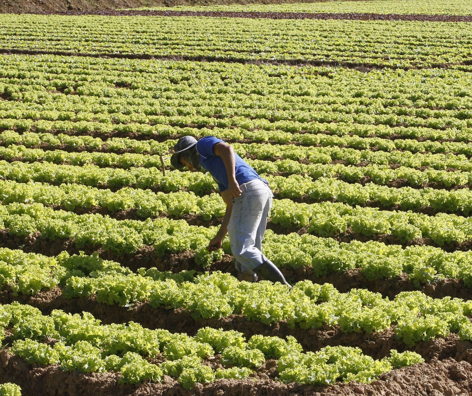 Agricultura alavanca empregos em cidades do interior