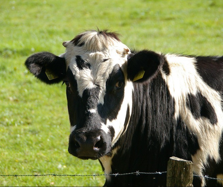 Vaca gorda custa R$ 136 a arroba em Londrina e Paranavaí