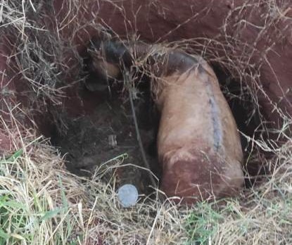 Cavalo cai em fossa e é resgatado em Paiçandu 