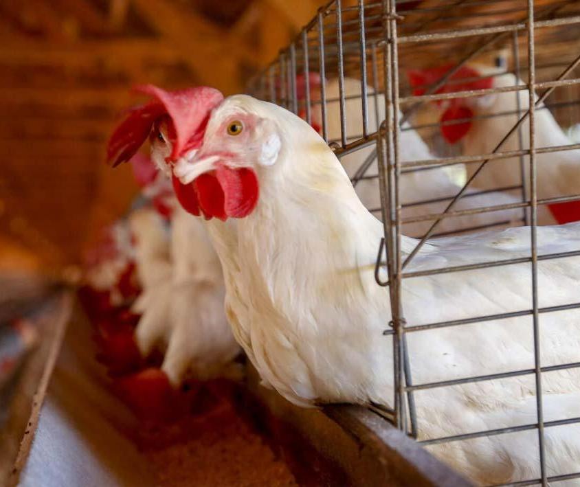 Gripe aviária no RS: não há risco de consumo de carnes e ovos