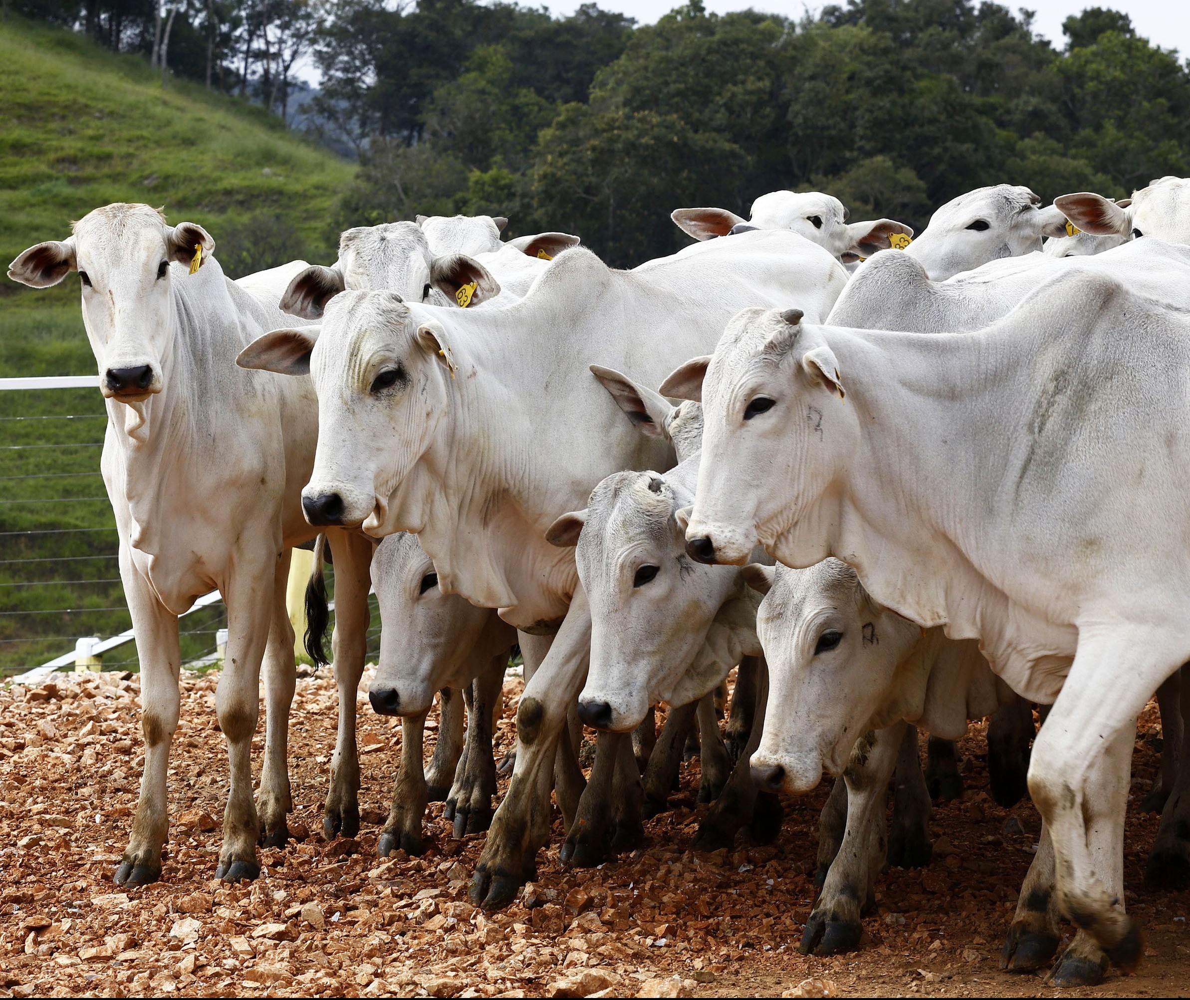 Rebanho brasileiro começa a ser vacinado contra febre aftosa em maio