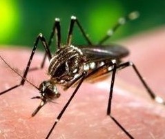 Região de Maringá tem seis casos positivos de dengue