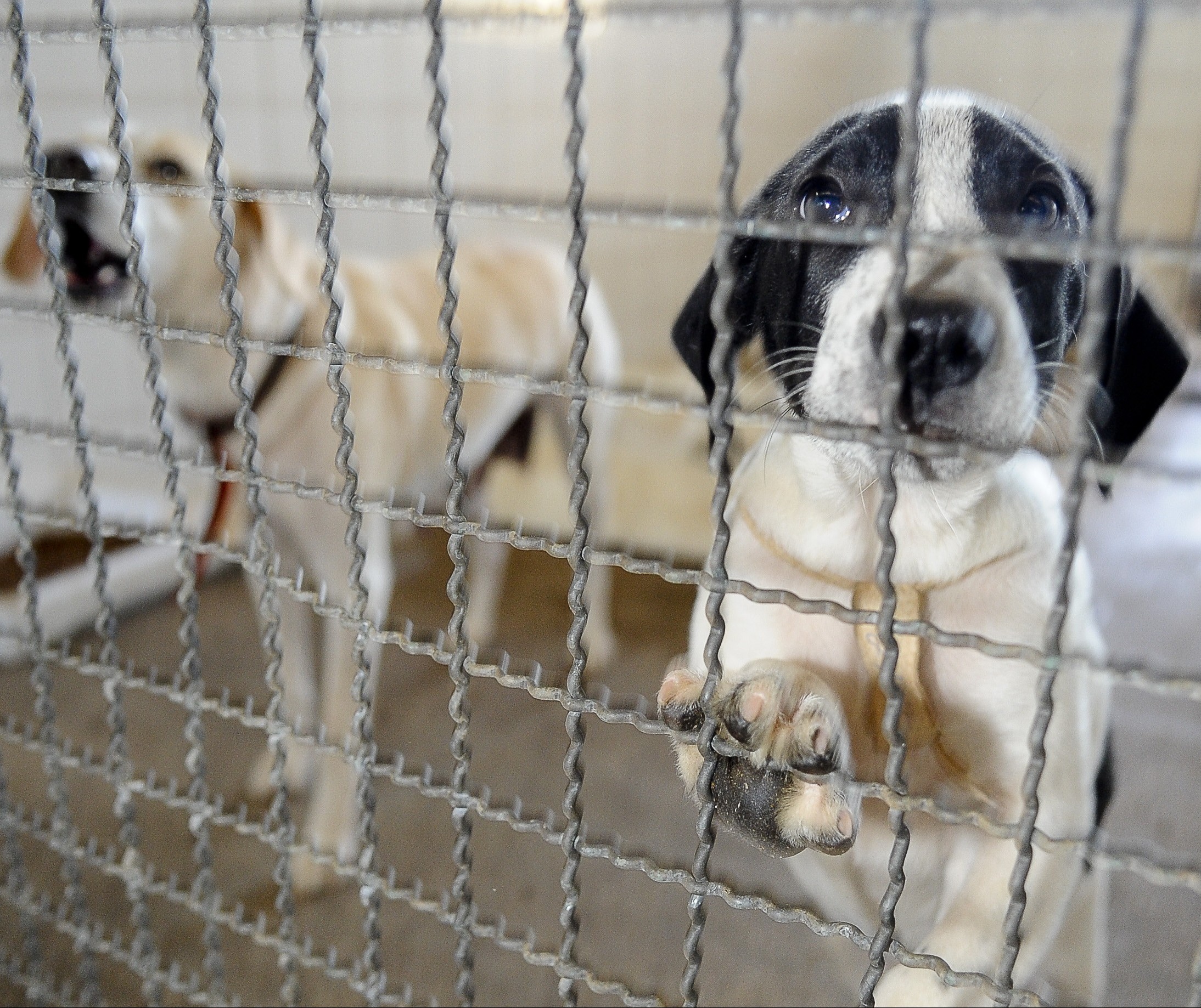 Prefeitura tem mais de 70 cães e gatos para adoção