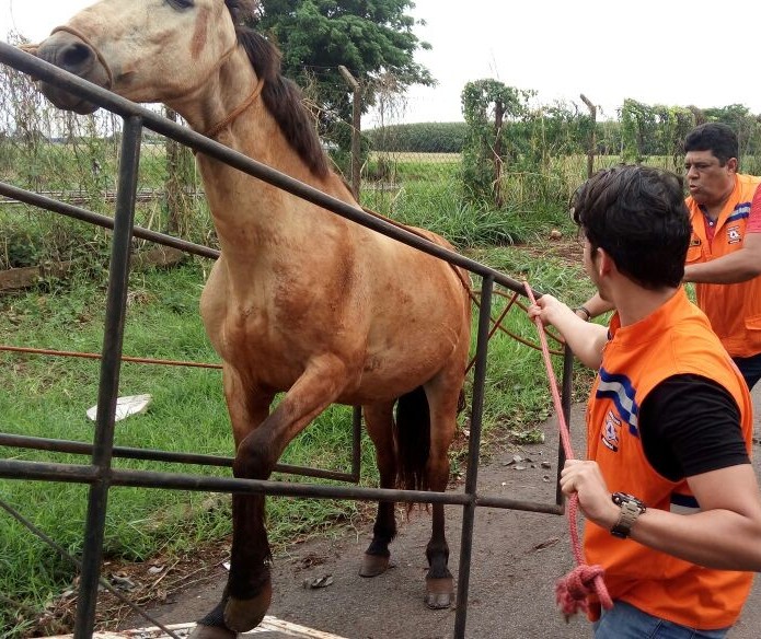 Cavalos soltos em ruas de Maringá são apreendidos