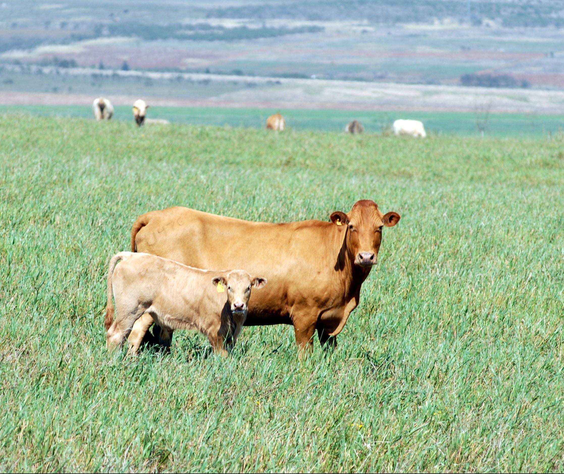  Ano começa bom para o gado de reposição 