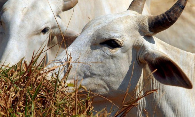 Paraná mantém cronograma para reconhecimento de área livre de Febre Aftosa