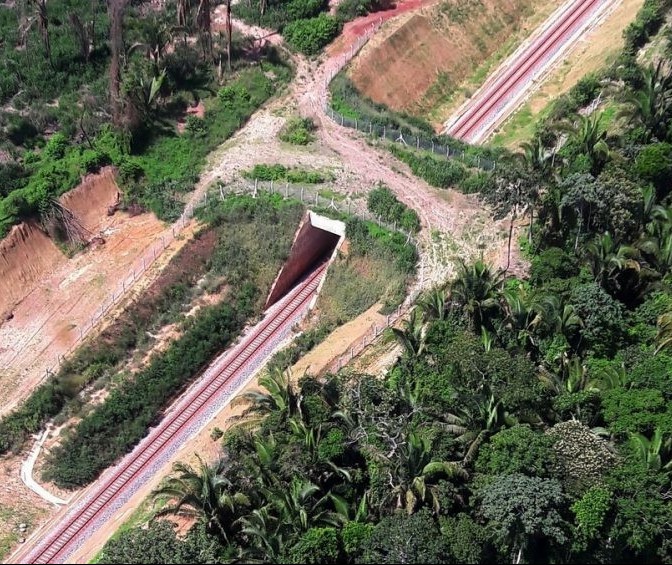 Viadutos de fauna são feitos para animais atravessarem a estrada sem risco