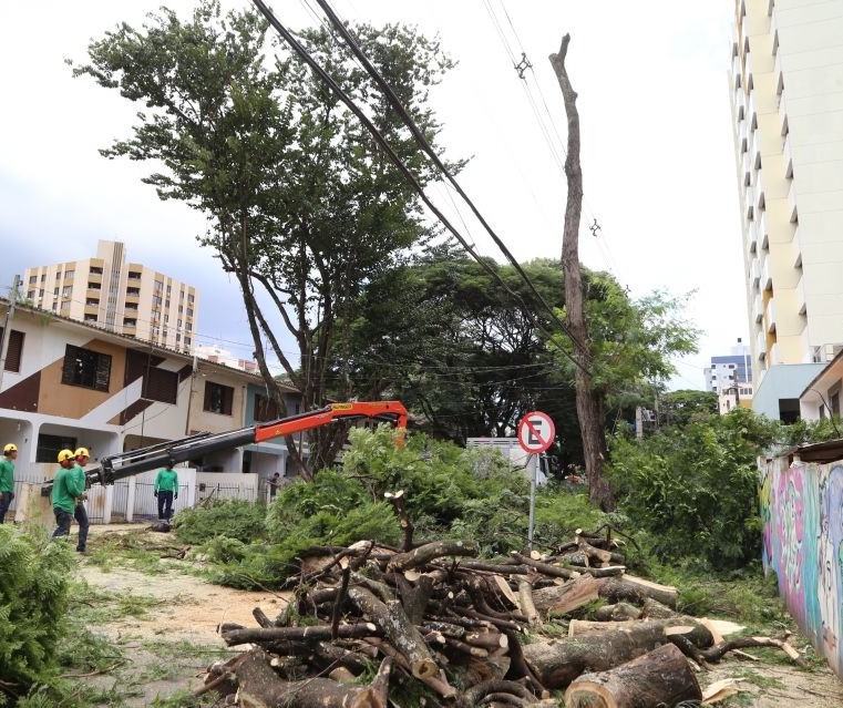 918 árvores precisam ser removidas com urgência ou emergência em Maringá