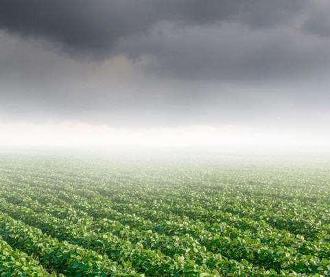 14% da soja foi perdida por conta do clima 