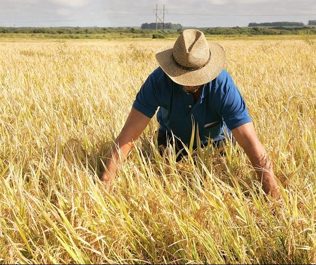 Produtores de arroz podem prorrogar dívidas