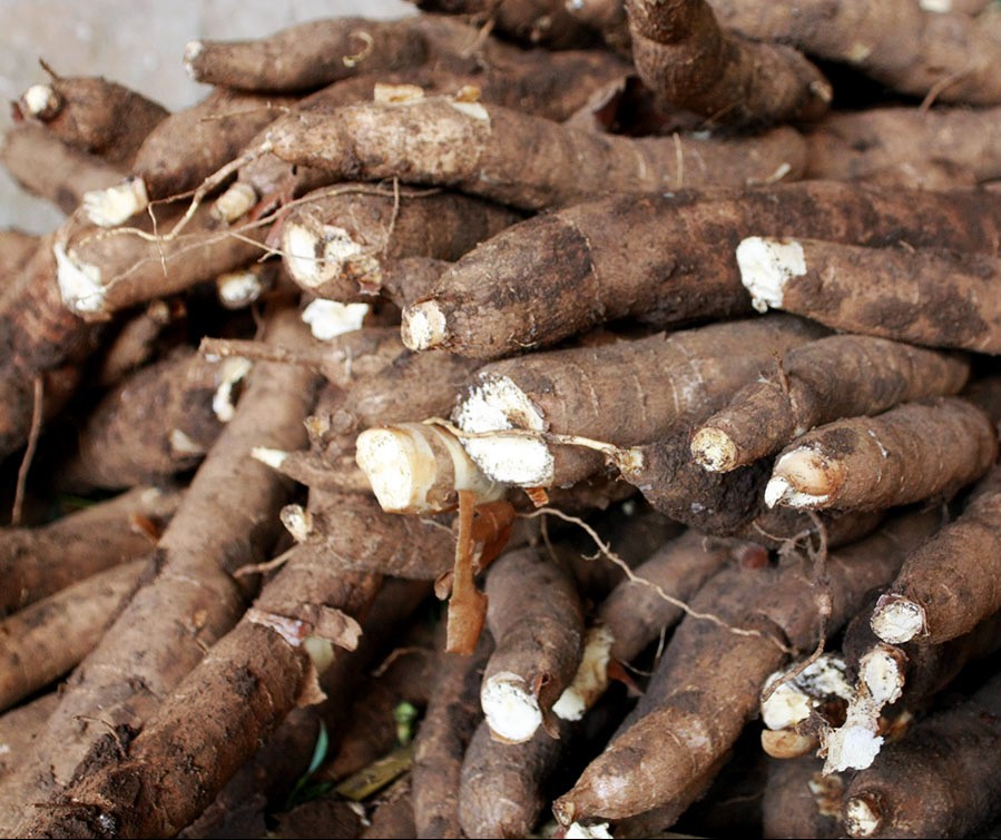 Ritmo da colheita de raízes de mandioca tem aumentado