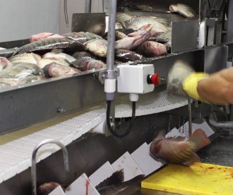 Paraná prevê crescimento de 20% na produção de pescado em cativeiro