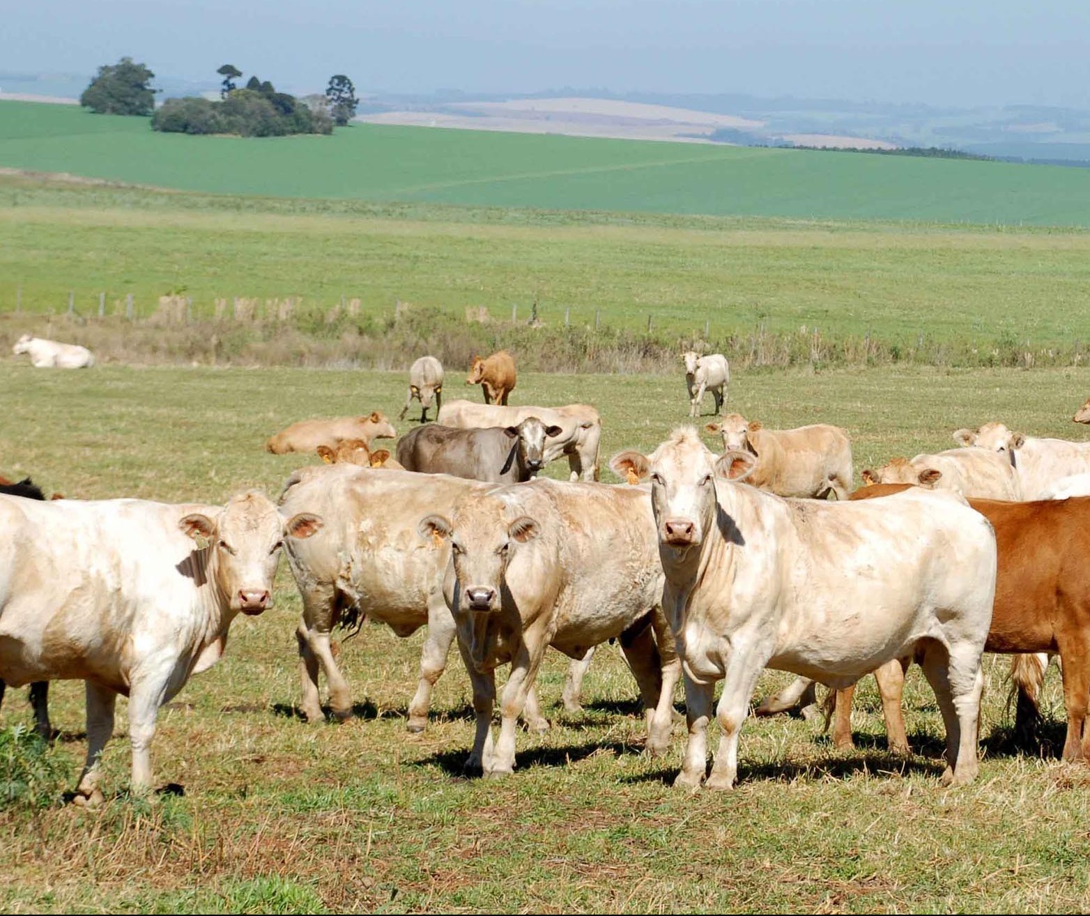 Cadastro de rebanho de espécies continua aberto para produtores rurais