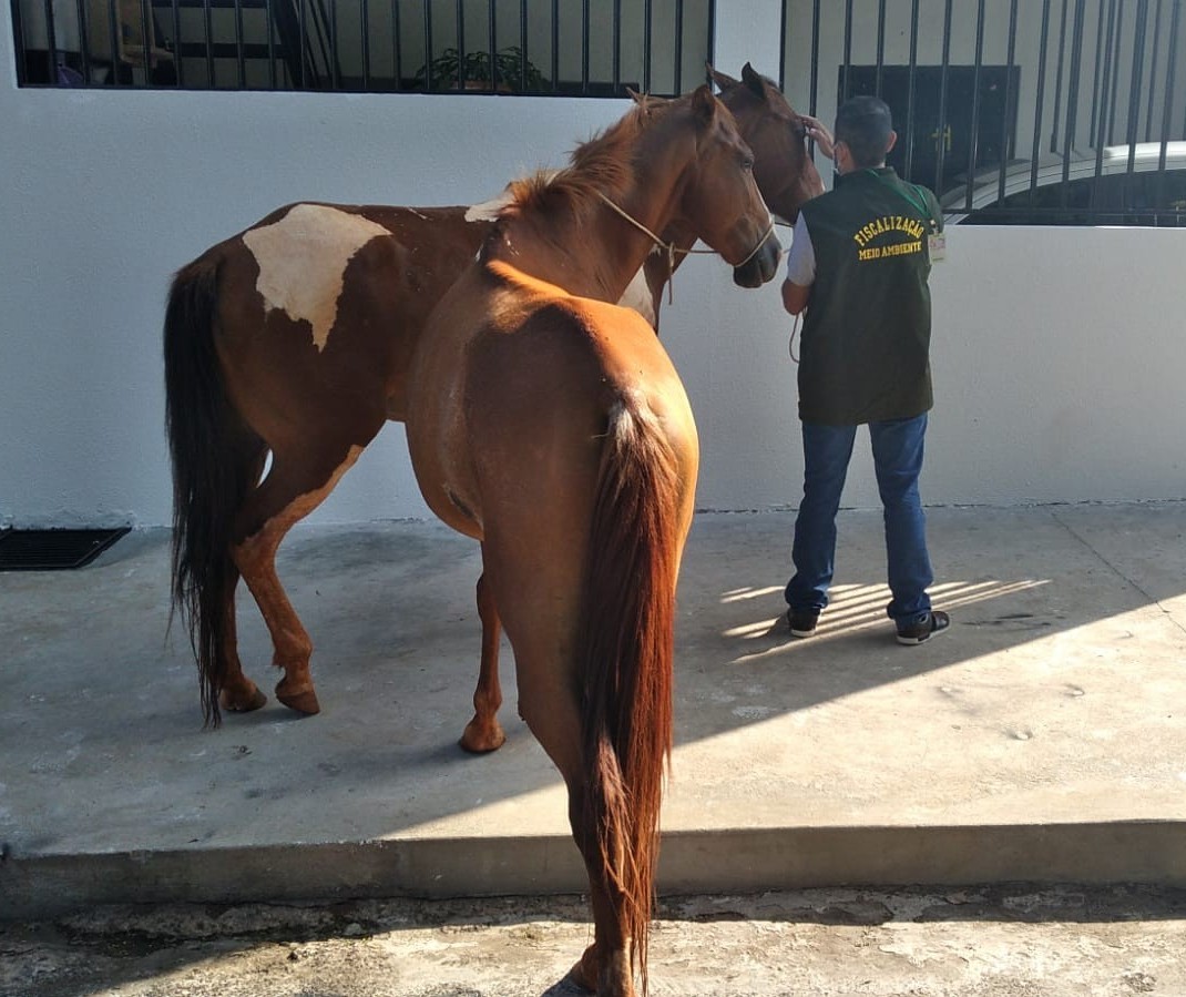 Cavalos feridos e abandonados são resgatados em Sarandi