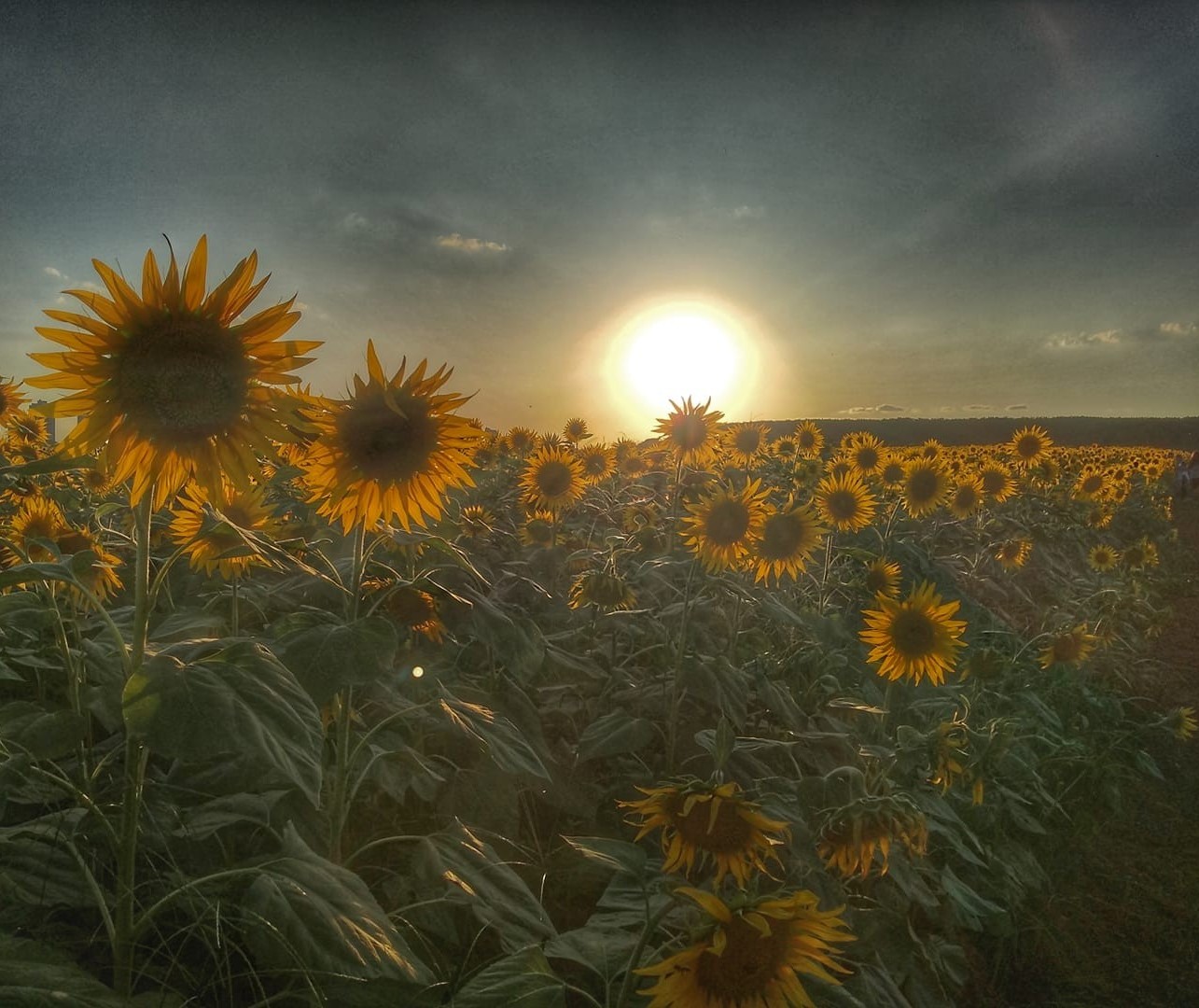 Semana começa com tempo estável e temperaturas amenas em Maringá