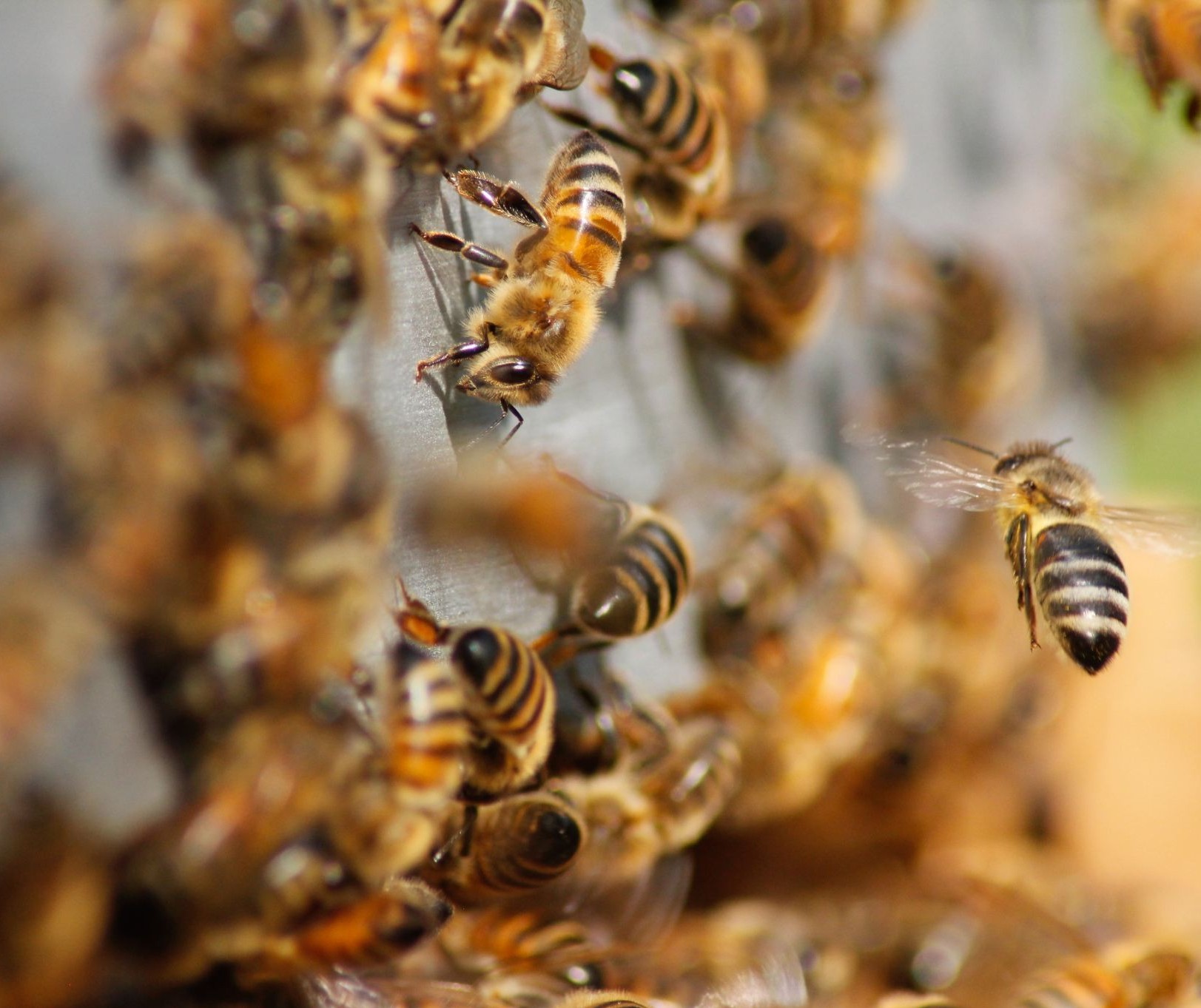 Aplicação irregular de agrotóxico está matando abelhas e bichos da seda