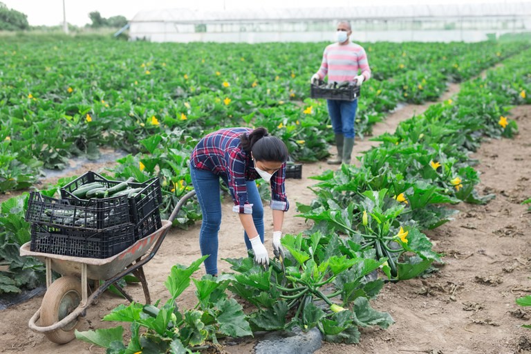 Agropecuária registra melhor saldo de empregos desde 2011