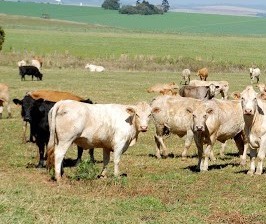 Casos de raiva fazem Adapar reforçar necessidade de vacinação do rebanho