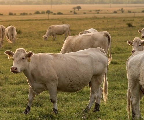 Vaca gorda custa R$ 235 a arroba em Paranavaí