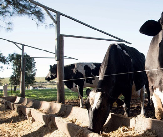 Mercado de nutrição animal cresceu 2,4% nos últimos cinco anos