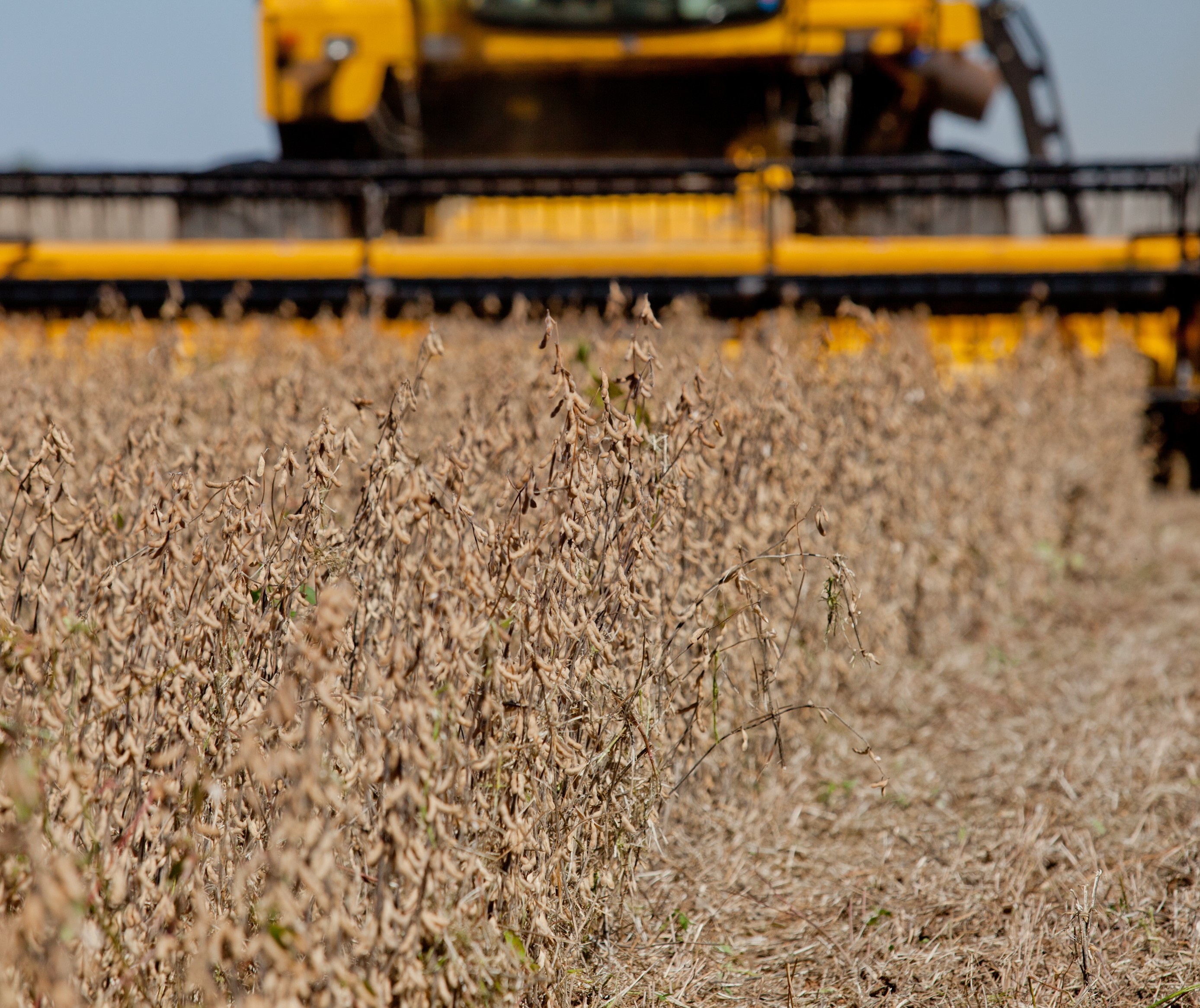 Safra de soja dos EUA em 2019/20 é estimada em 3,6 bilhões de bushels