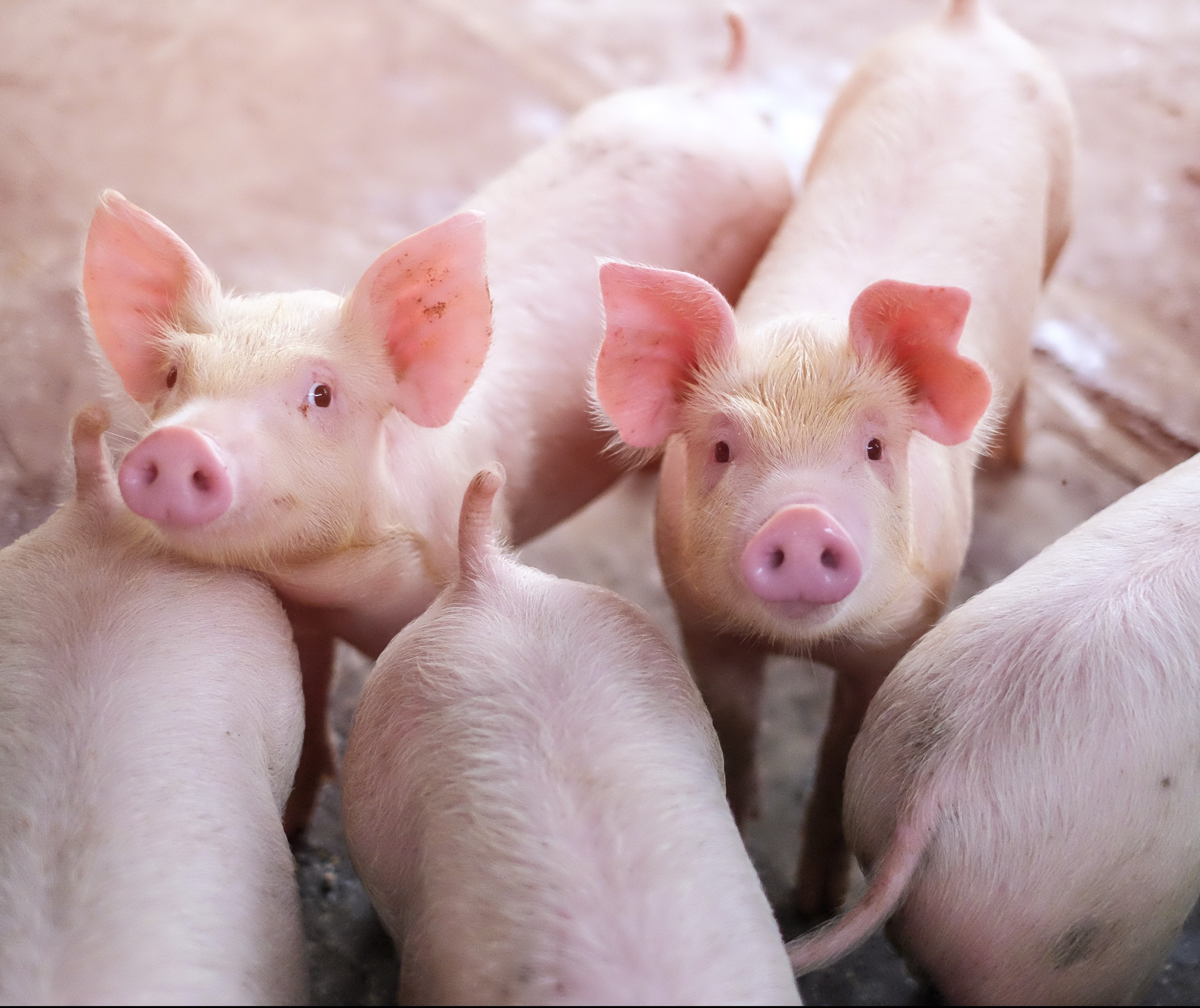 Suíno custa R$ 5,10 kg em Maringá