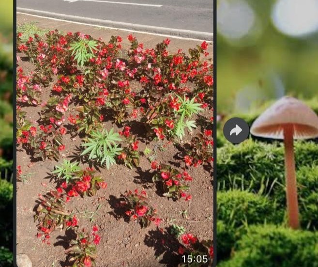 Vídeo mostra pés de maconha em canteiro central de Maringá