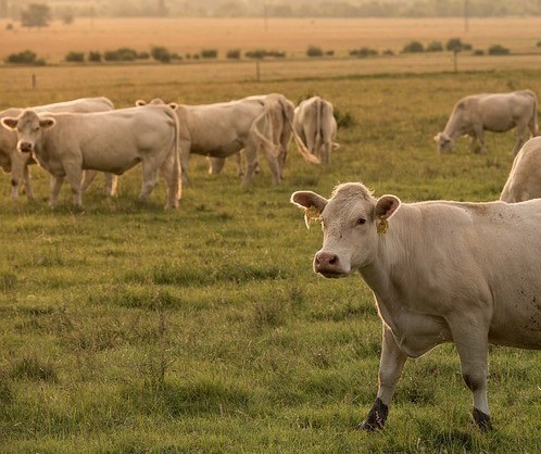 Vaca gorda custa R$ 142 a arroba em Londrina