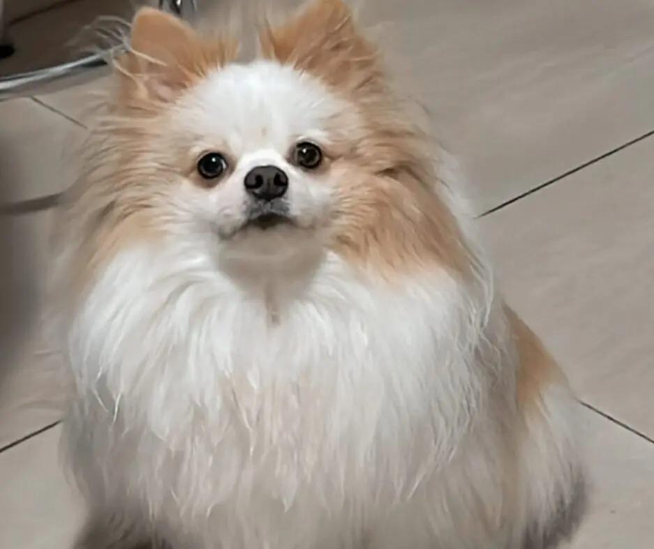 Spitz alemão de 2 anos morre após ficar no sol em táxi dog em Maringá; laudo aponta hipertermia