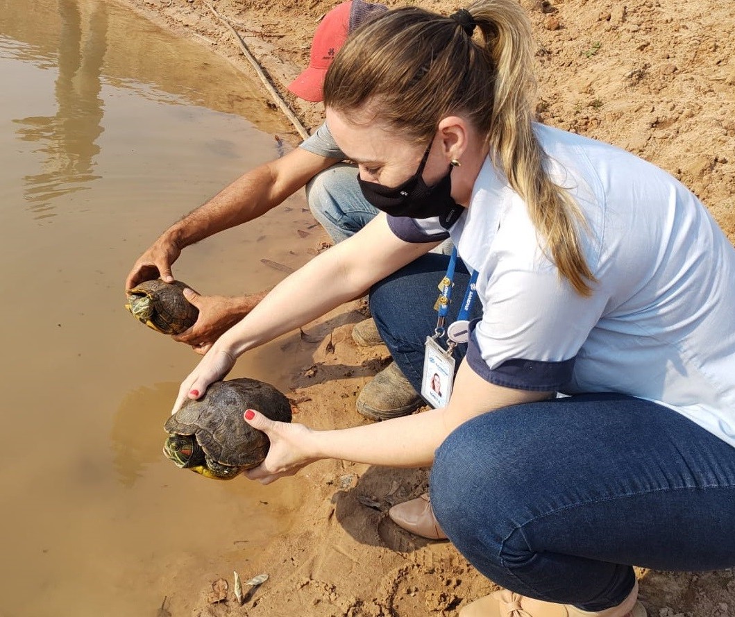 Tartarugas que viviam em lagoa de tratamento da Sanepar são resgatadas