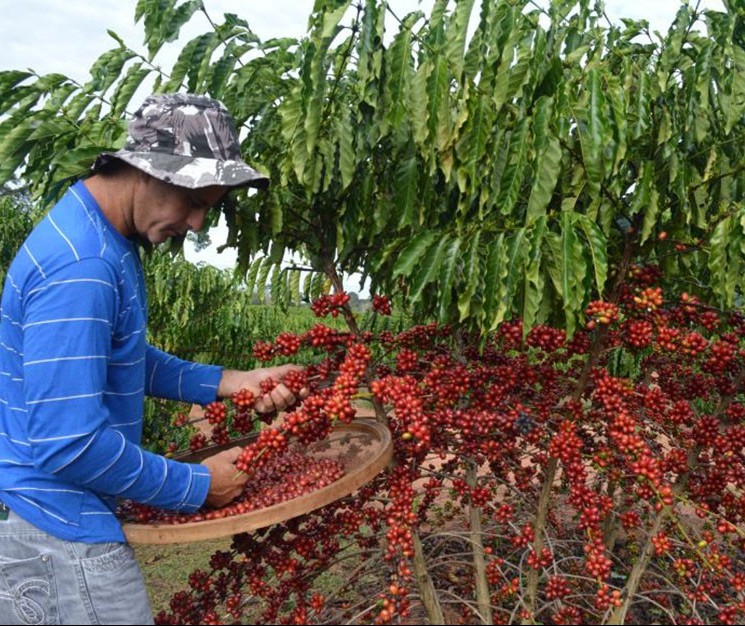 Café em coco fecha a semana em queda