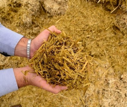 Silagem de trigo para gado de corte e leite