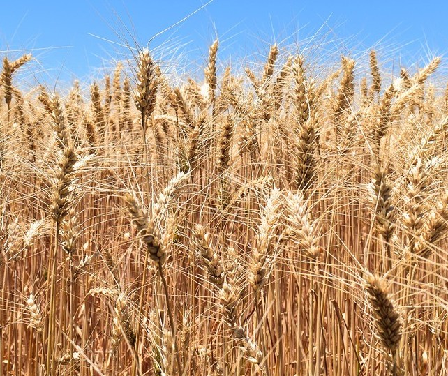 Área colhida do trigo chega a 98%