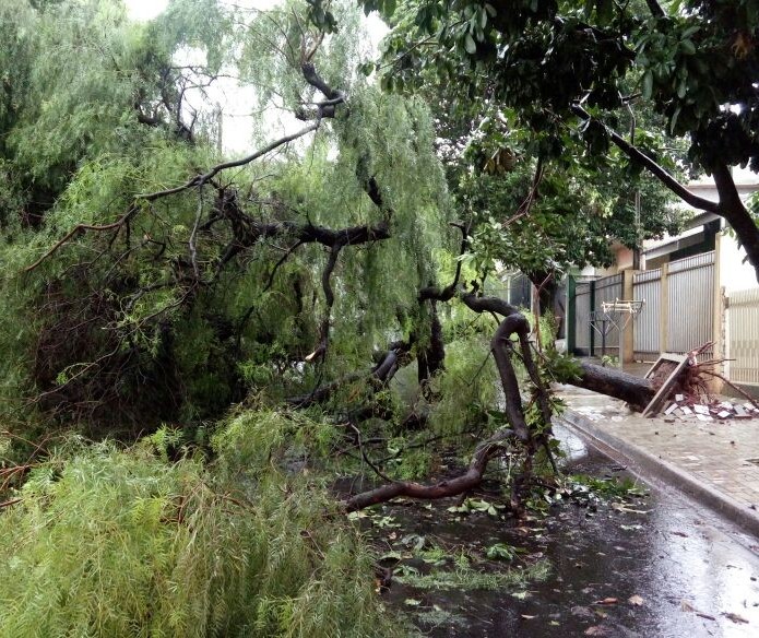 Chuva e ventos neste sábado (04) derrubaram 20 árvores