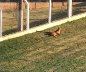 Onça aparece em campo de futebol de colégio