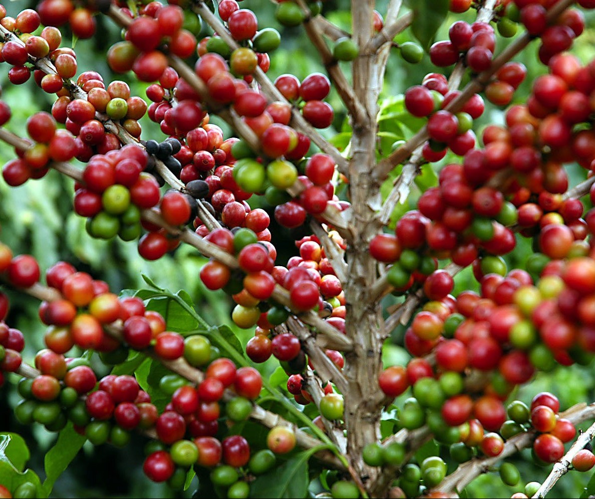 Quilo do café custa R$ 6,86 em Maringá