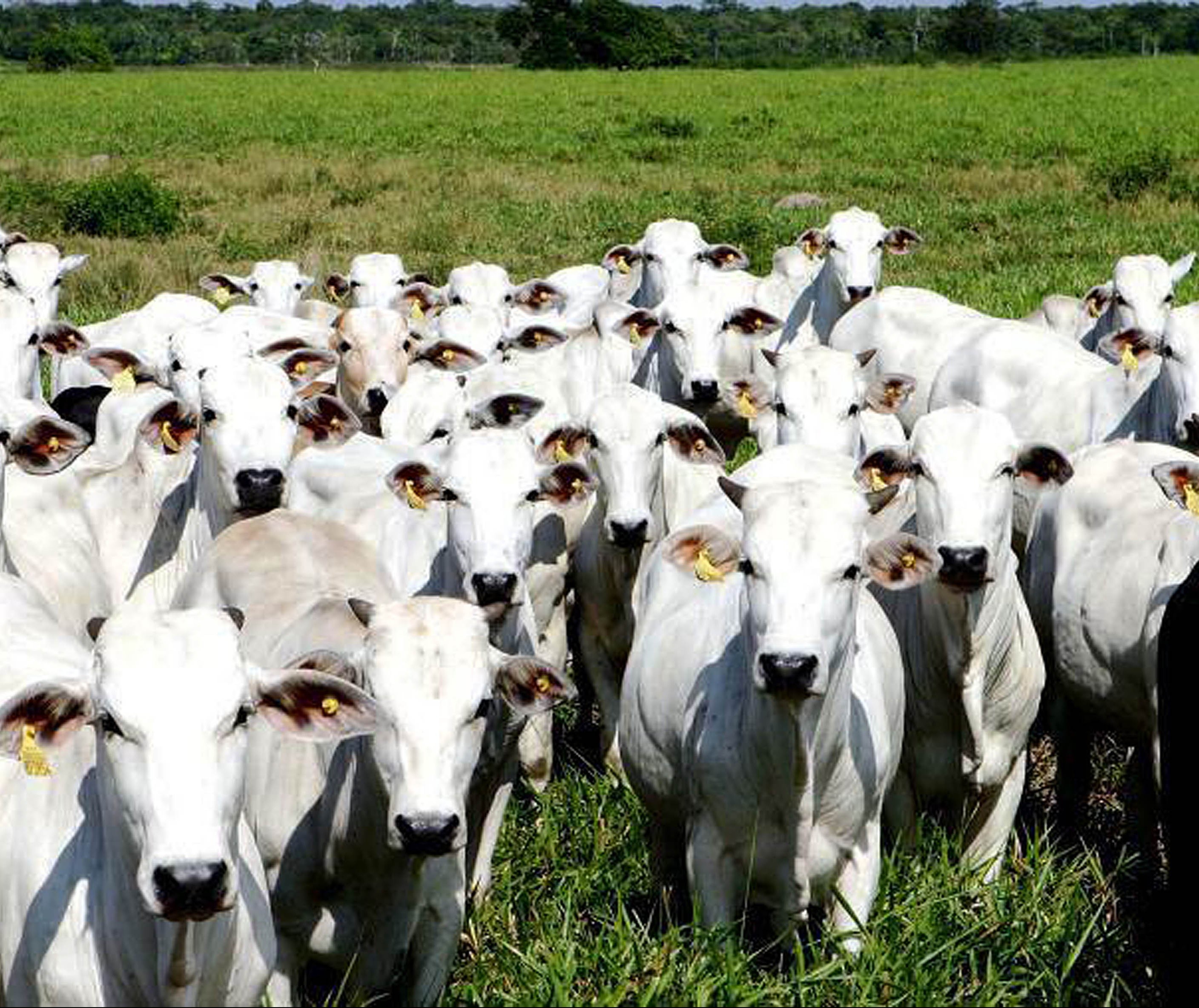 Arroba do boi gordo mostra valorização no mercado físico