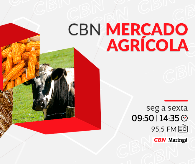 Preço do trigo segue estável em R$ 64,00 a saca