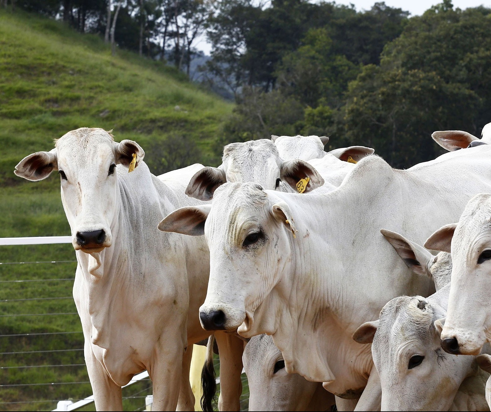 Mercado externo sustenta tendência de alta do boi gordo