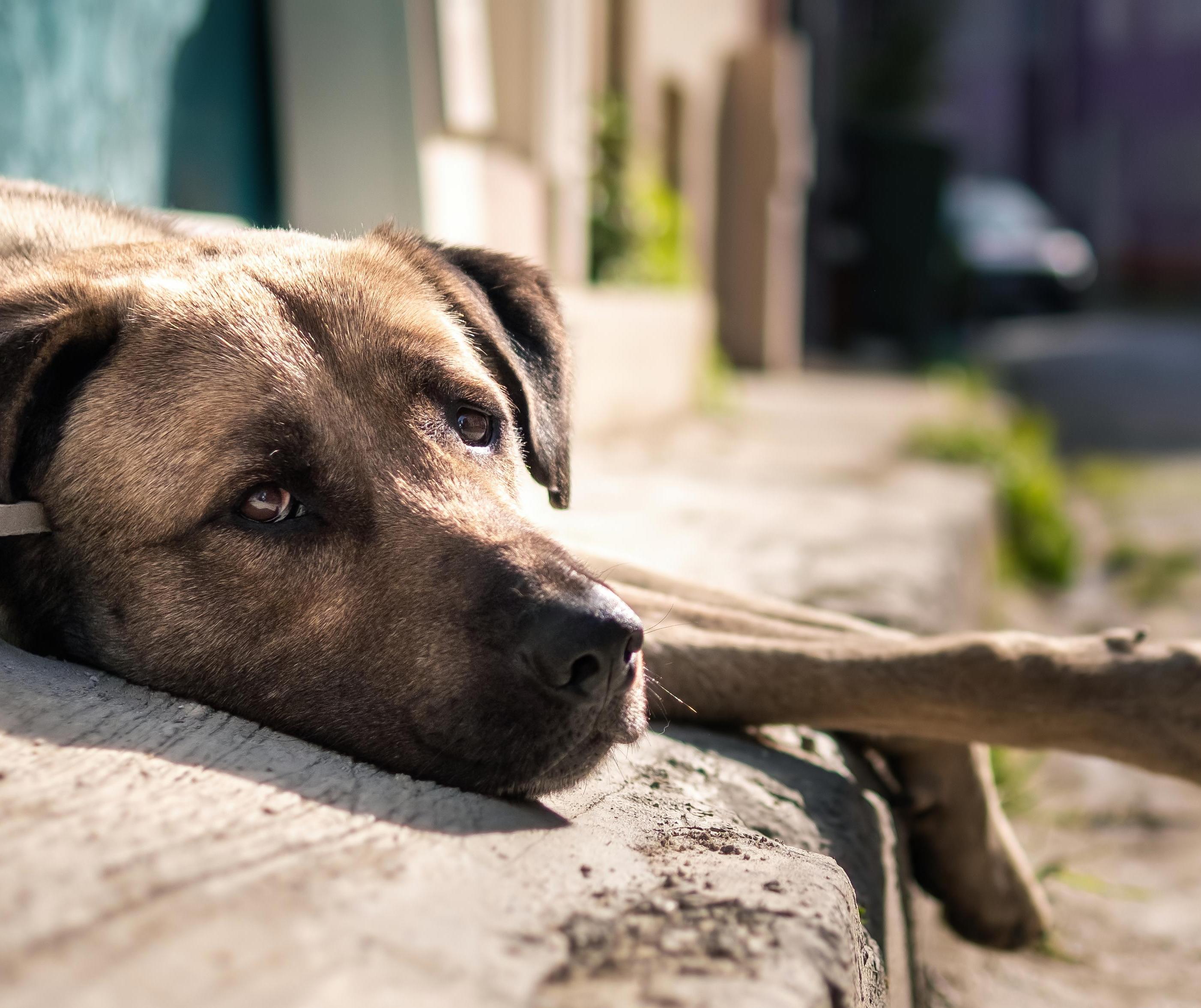 Abandonar pets é crime; punido com multa e até prisão