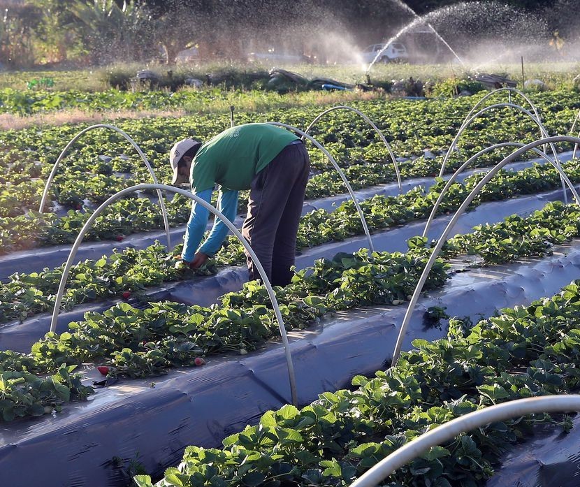 Plano nacional de fertilizantes deve ampliar produção nacional