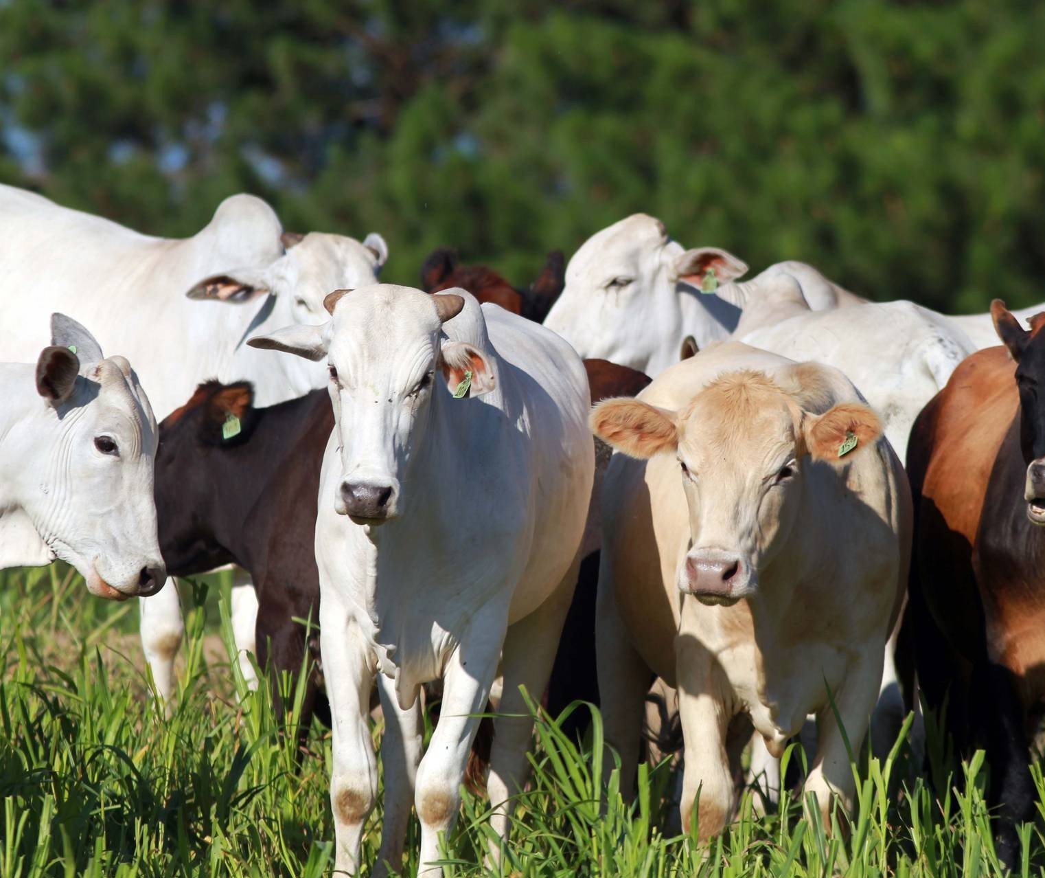 Brasil avança em importações de carne bovina para a China