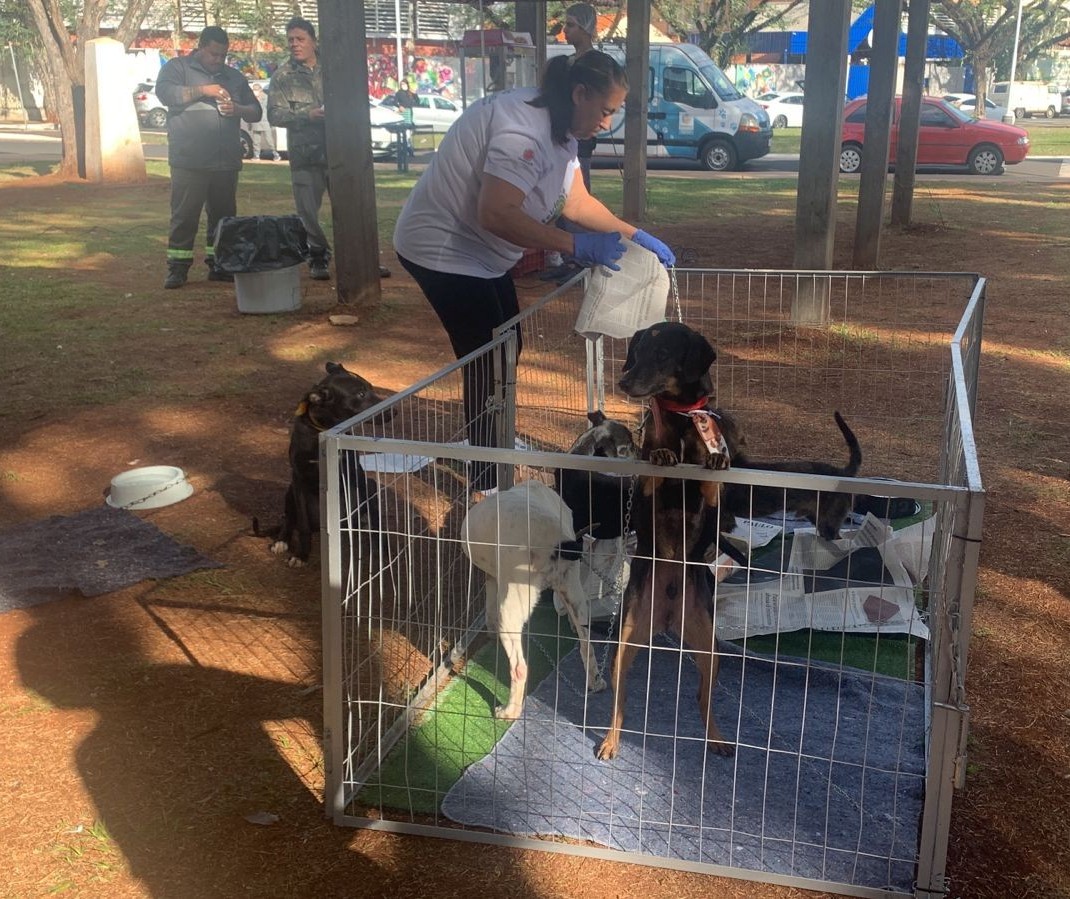 Maringá tem 20 animais para adoção em feirinha especial