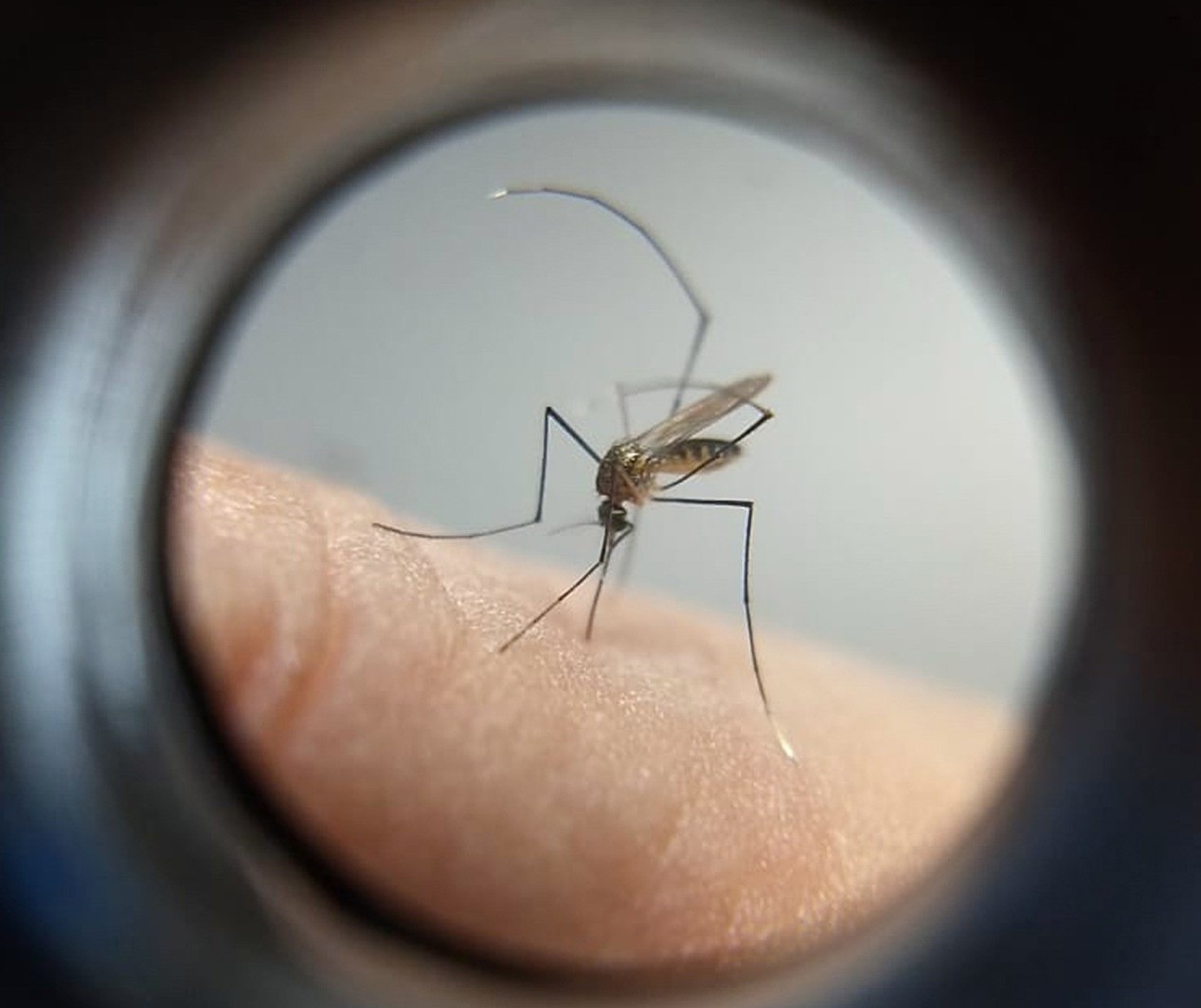 Índice de infestação da dengue em Sarandi está em 7,6%, risco alto