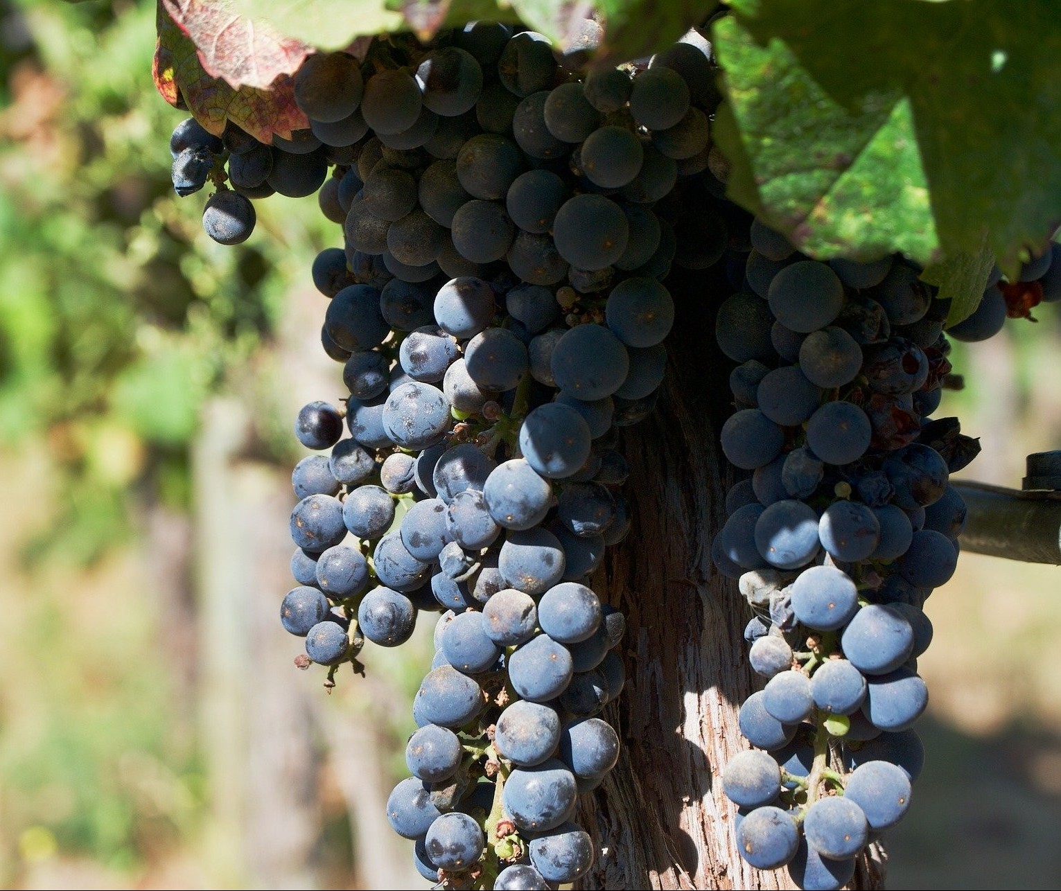 A relação dos chilenos com o vinho