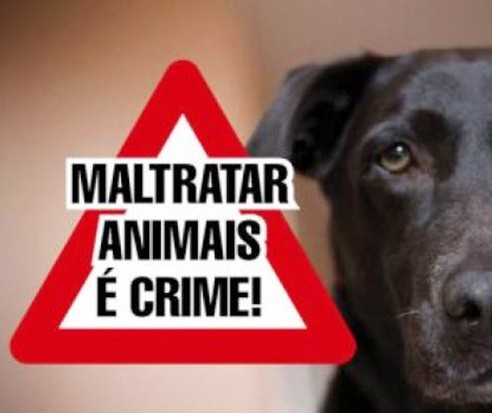 Lei contra maus-tratos de animais soma R$ 207 mil em multas