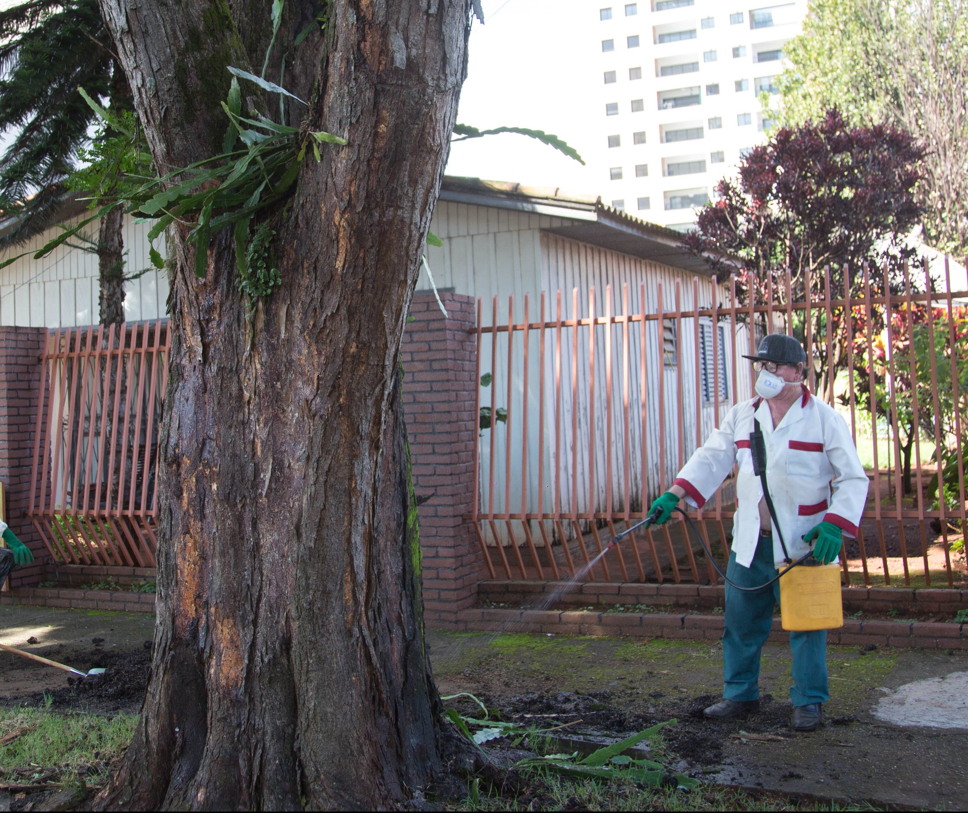 Maringá vai intensificar controle de pragas urbanas na próxima semana