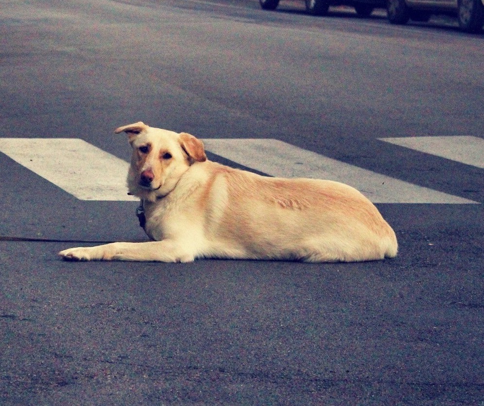 Publicada lei que garante abrigo a animais de moradores de rua