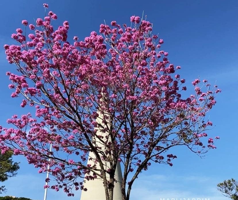 Quarta-feira (27) ensolarada e com altas temperaturas em Maringá